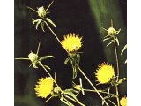 Centaura SP (thistles).